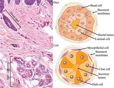 Eccrine Sweat Gland and Its Regeneration: Current Status and Future Directions